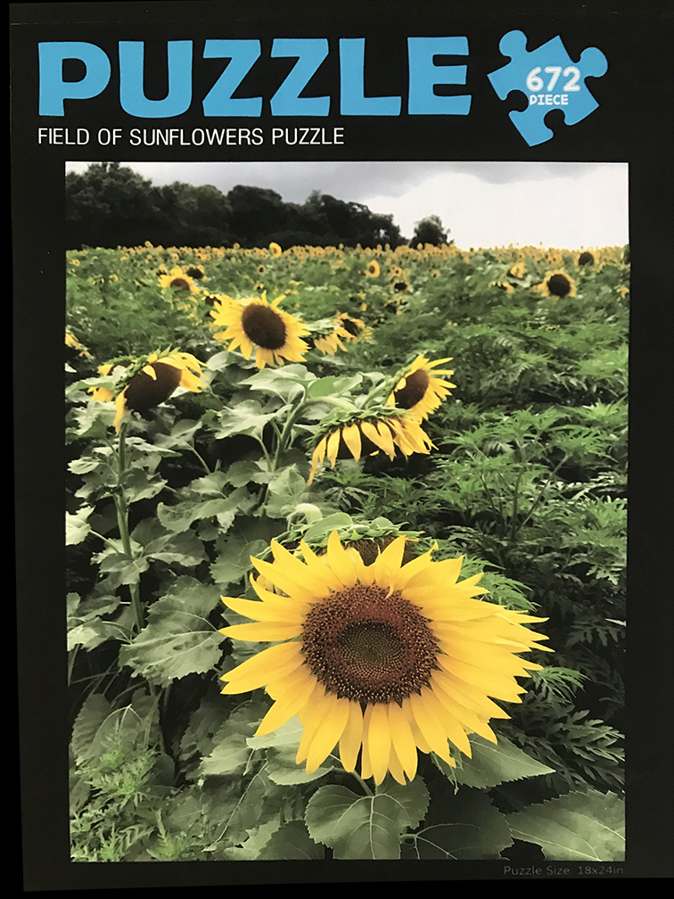 Field of Sunflowers